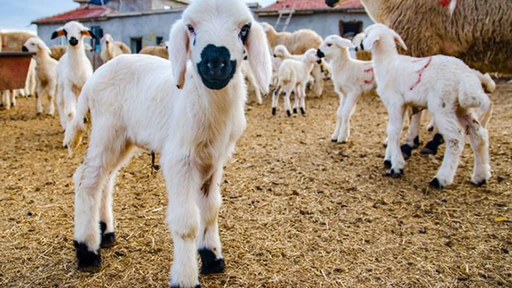 Küçükbaş Hayvancılık Eğitimi