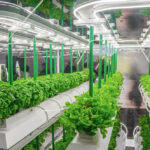 Topraksız Tarım Eğitimi