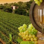 Üzüm Yetiştiriciliği ve Şarap Üretimi Eğitimi