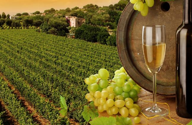 Üzüm Yetiştiriciliği ve Şarap Üretimi Eğitimi